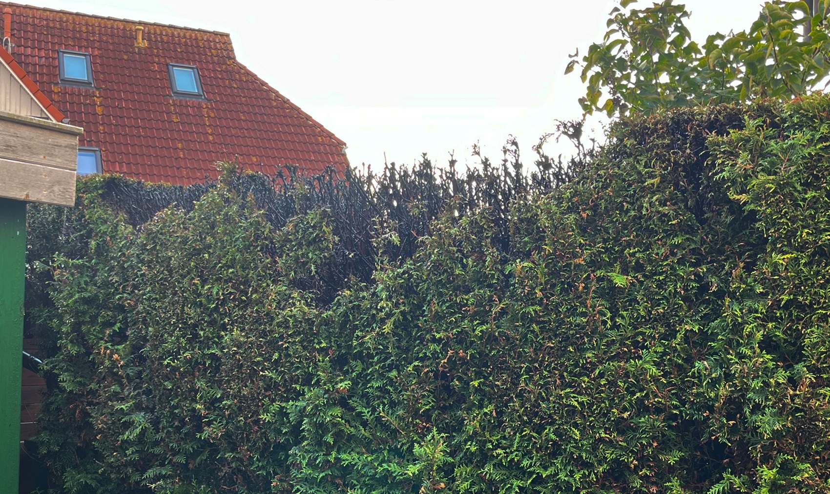 Einsatzfoto Brand einer Thujahecke in Greetsiel